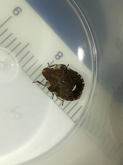 Dyroderes umbraculatus