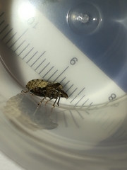 Dyroderes umbraculatus