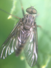 Rhagio
