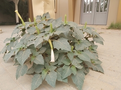 Datura innoxia