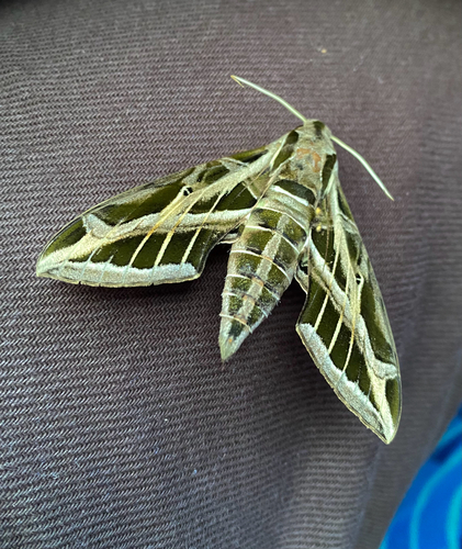 Vine Sphinx