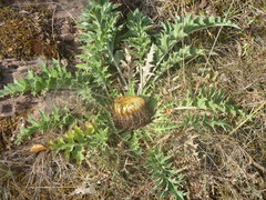 Carlina acanthifolia acanthifolia
