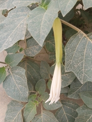 Datura innoxia