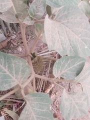 Datura innoxia