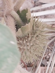 Datura innoxia