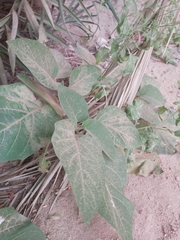 Datura innoxia