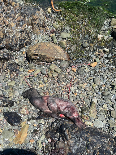 iNaturalist observation photo of Carnivorans