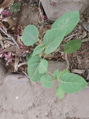 Datura innoxia