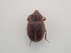 Platydema guatemalense