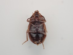 Platydema guatemalense