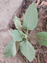 Datura innoxia