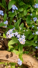 Myosotis