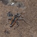 Capra's Water Cricket - Photo (c) Jakob Fahr, some rights reserved (CC BY-NC), uploaded by Jakob Fahr