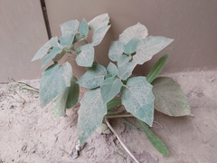 Datura innoxia