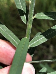 Crotalaria montana