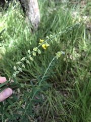 Crotalaria montana