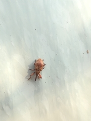 Anthonomus rectirostris