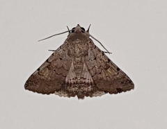 Pandesma