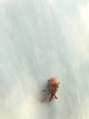 Anthonomus rectirostris