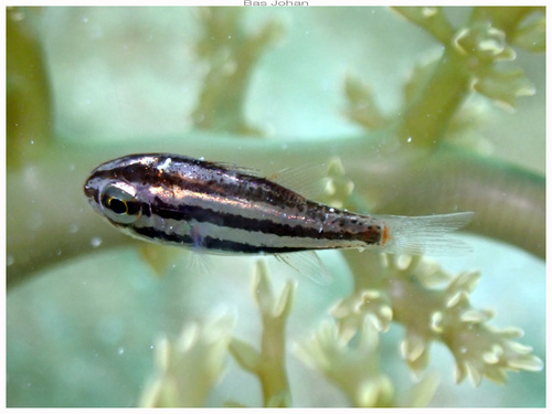 Siphamia fuscolineata observed 2026-05-17