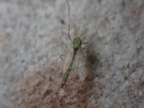 Parachironomus monochromus