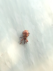 Anthonomus rectirostris