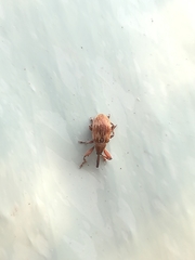 Anthonomus rectirostris