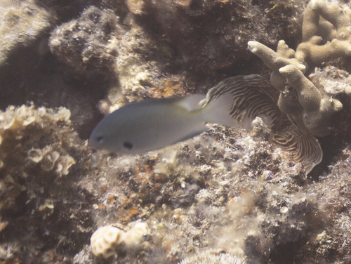 Pomacentrus nigromanus observed 2026-05-14