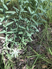 Crotalaria montana