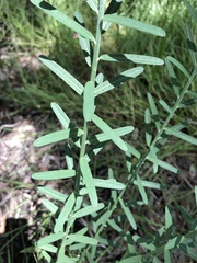 Crotalaria montana