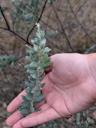 Acacia semilunata