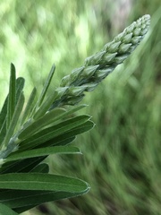 Crotalaria montana
