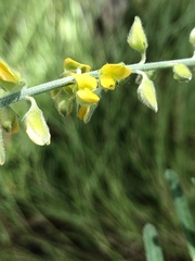 Crotalaria montana