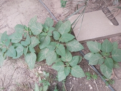 Datura innoxia