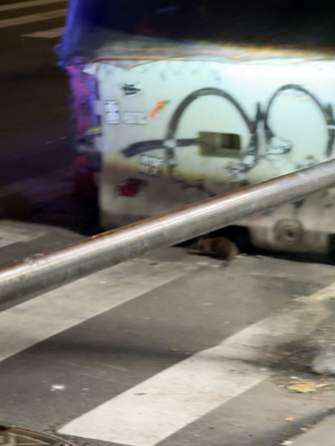 Rat photographed near here on 2026-05-18