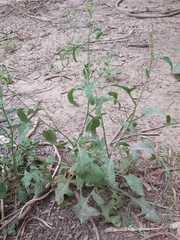 Sisymbrium irio