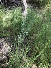 Crotalaria montana