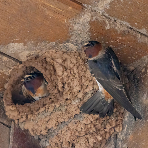 Cliff Swallow