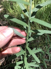 Crotalaria montana