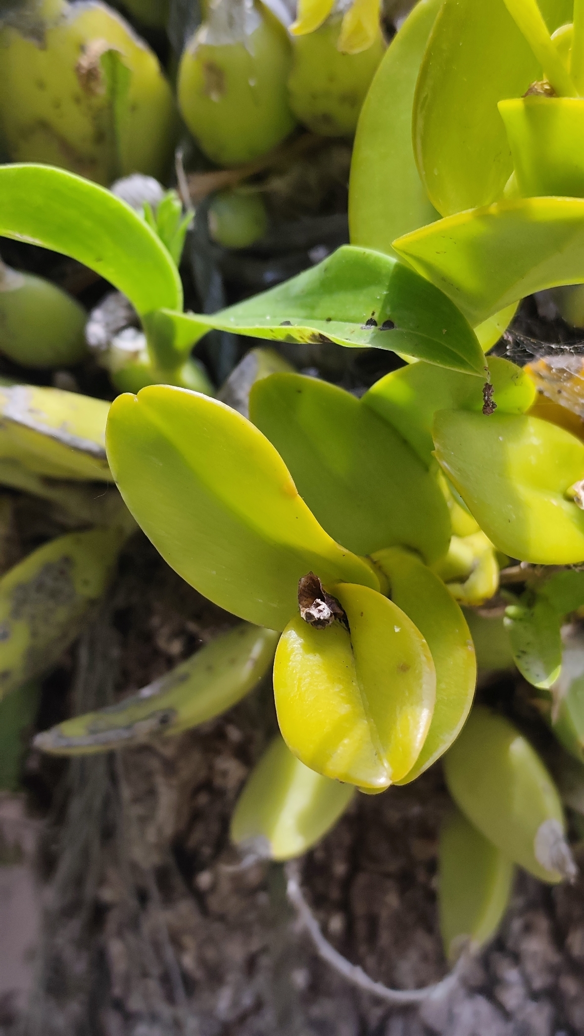 Epidendrum