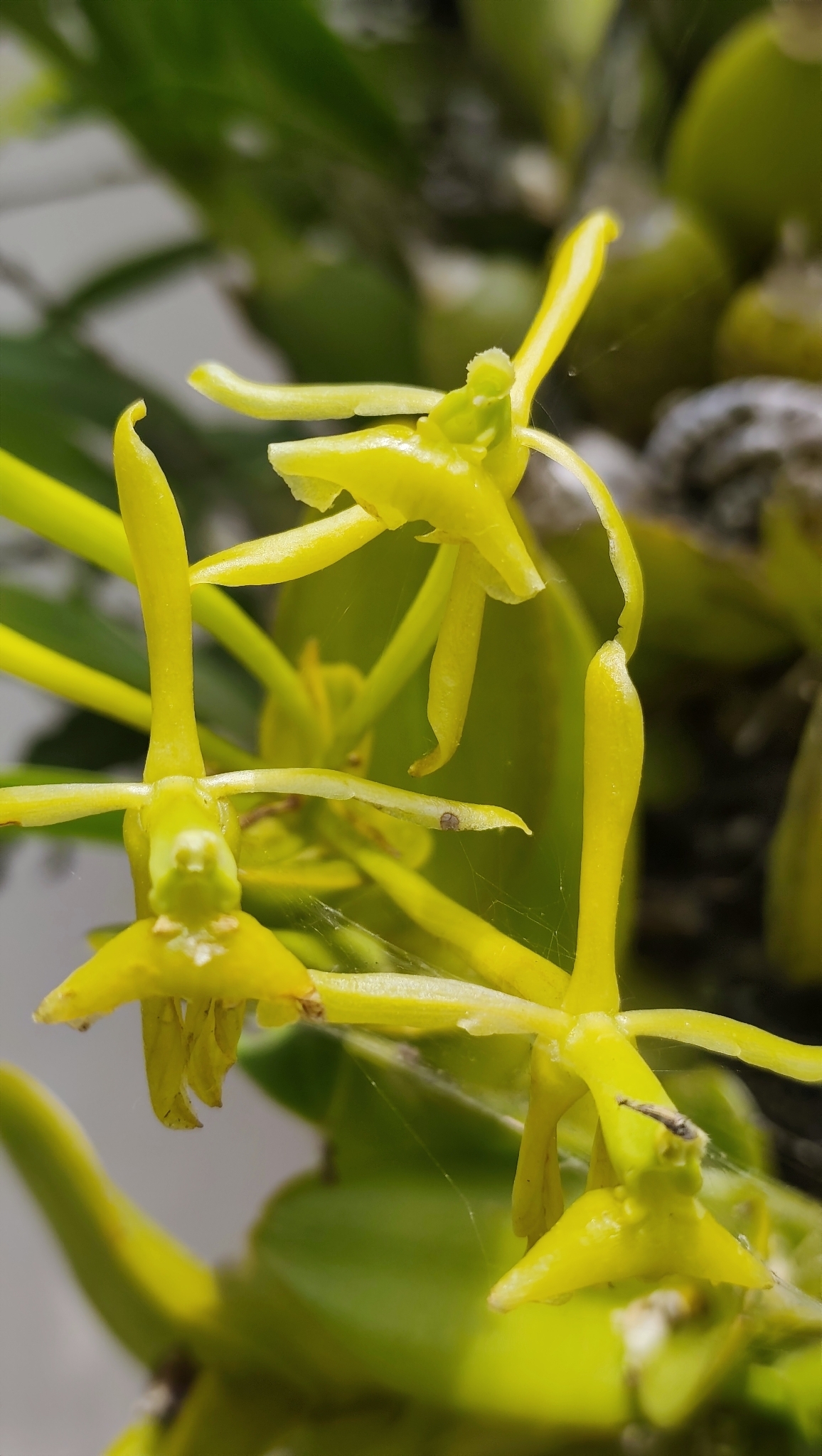 Epidendrum succulentum Hook. 2