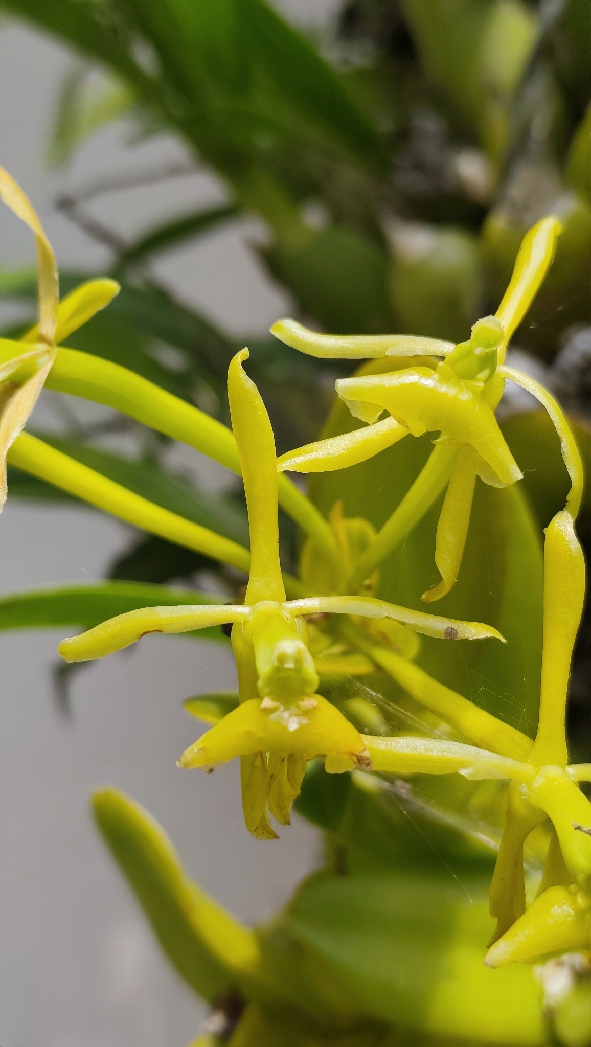 Epidendrum succulentum Hook. 3