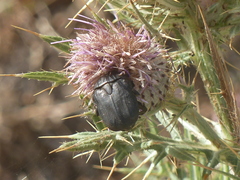 Protaetia morio