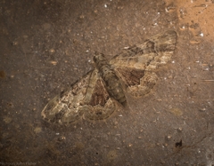 Gymnoscelis lophopus