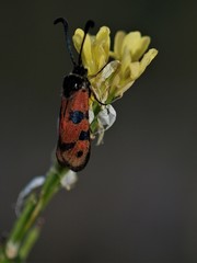 Zygaena hilaris