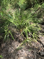 Livistona decora