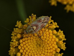 Calocoris roseomaculatus