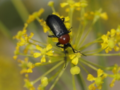 Heliotaurus ruficollis