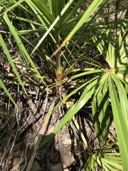 Livistona decora
