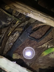 Macrobrachium asperulum